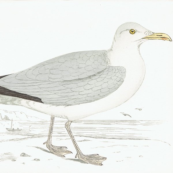 HERRING GULL  1850ǯ ꥹ ƥץ ʪ  (A history of British birds)   0159