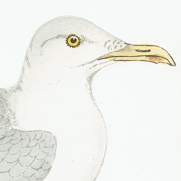 HERRING GULL  1850ǯ ꥹ ƥץ ʪ  (A history of British birds)   0159