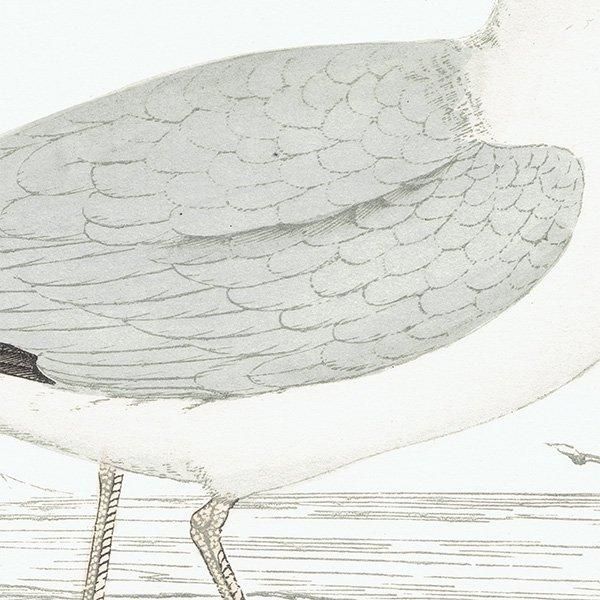 HERRING GULL  1850ǯ ꥹ ƥץ ʪ  (A history of British birds)   0159