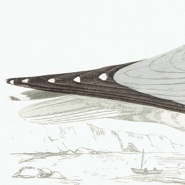 HERRING GULL  1850ǯ ꥹ ƥץ ʪ  (A history of British birds)   0159