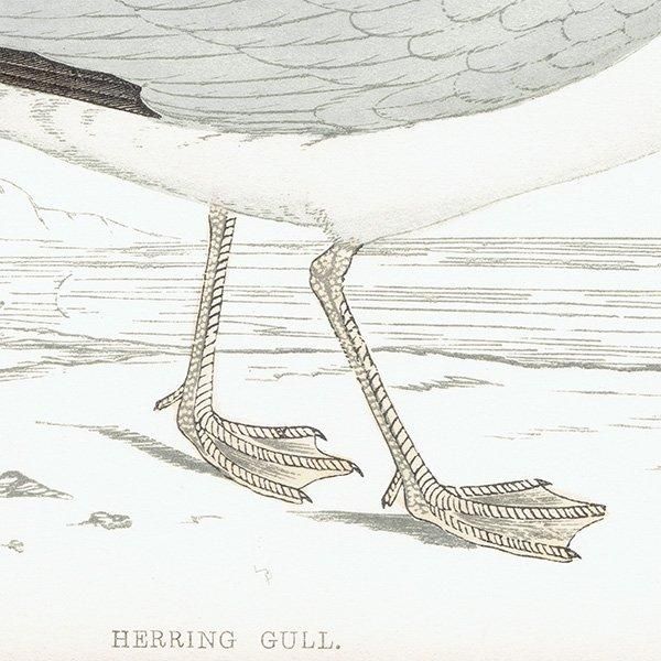 HERRING GULL  1850ǯ ꥹ ƥץ ʪ  (A history of British birds)   0159