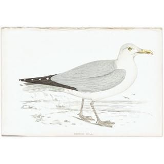 HERRING GULL  1850ǯ ꥹ ƥץ ʪ  (A history of British birds)   0159