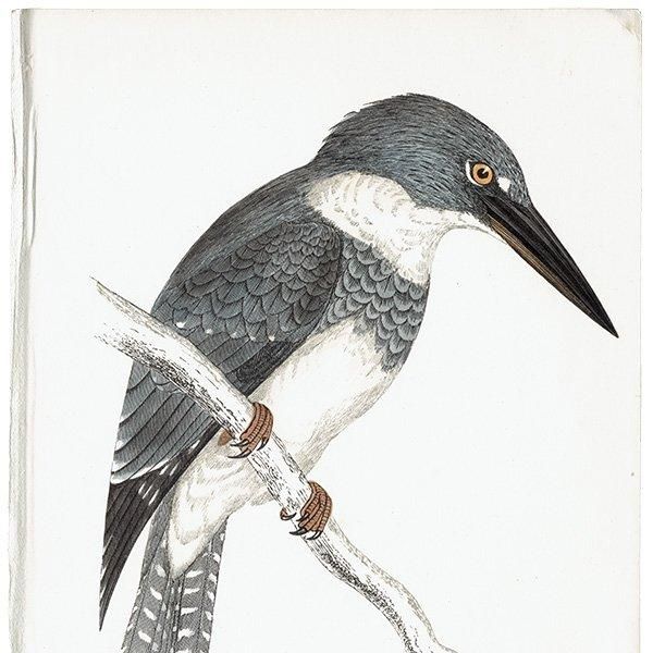 BELTED KINGFISHER ꥫޥ 1850ǯ ꥹ ƥץ ʪ  (A history of British birds)   0162