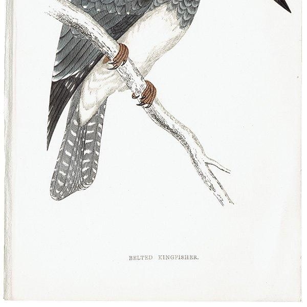 BELTED KINGFISHER ꥫޥ 1850ǯ ꥹ ƥץ ʪ  (A history of British birds)   0162