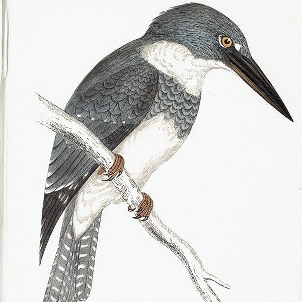 BELTED KINGFISHER ꥫޥ 1850ǯ ꥹ ƥץ ʪ  (A history of British birds)   0162