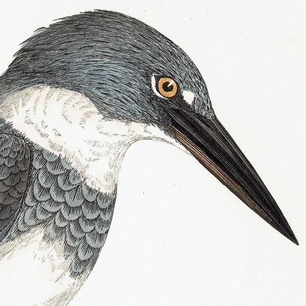 BELTED KINGFISHER ꥫޥ 1850ǯ ꥹ ƥץ ʪ  (A history of British birds)   0162
