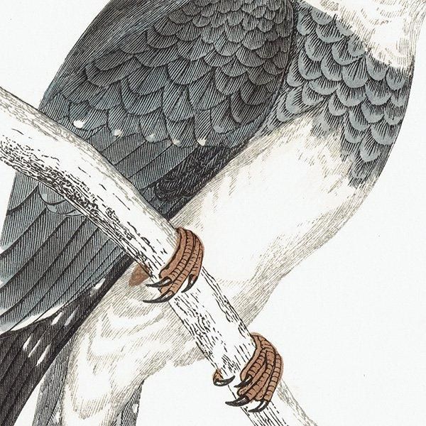 BELTED KINGFISHER ꥫޥ 1850ǯ ꥹ ƥץ ʪ  (A history of British birds)   0162