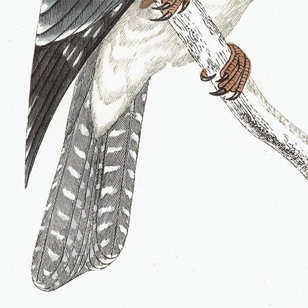BELTED KINGFISHER ꥫޥ 1850ǯ ꥹ ƥץ ʪ  (A history of British birds)   0162