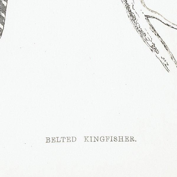 BELTED KINGFISHER ꥫޥ 1850ǯ ꥹ ƥץ ʪ  (A history of British birds)   0162