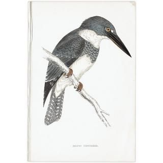 BELTED KINGFISHER ꥫޥ 1850ǯ ꥹ ƥץ ʪ  (A history of British birds)   0162