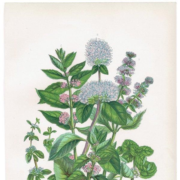 ܥ˥륢 ڥѡߥȡߥȤʤɥߥȷ ʪ 1899ǯ 󡦥ץåȡAnne Pratt˥ꥹ ƥ  1036