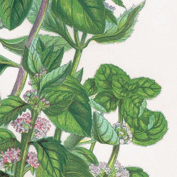 ܥ˥륢 ڥѡߥȡߥȤʤɥߥȷ ʪ 1899ǯ 󡦥ץåȡAnne Pratt˥ꥹ ƥ  1036