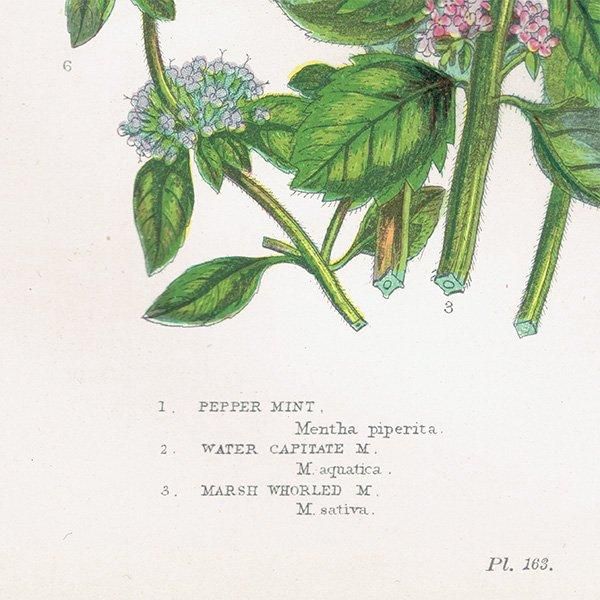 ܥ˥륢 ڥѡߥȡߥȤʤɥߥȷ ʪ 1899ǯ 󡦥ץåȡAnne Pratt˥ꥹ ƥ  1036