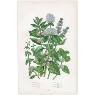 ܥ˥륢 ڥѡߥȡߥȤʤɥߥȷ ʪ 1899ǯ 󡦥ץåȡAnne Pratt˥ꥹ ƥ  1036