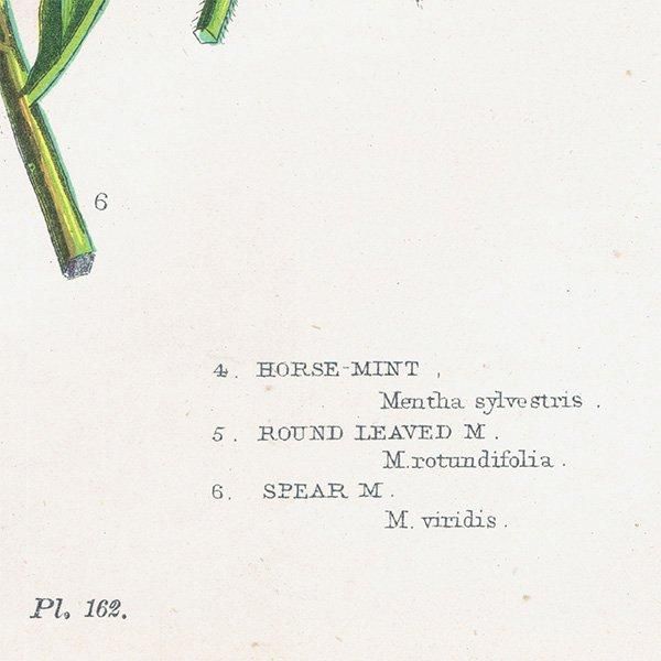 ܥ˥륢 ӥץƥ󥷥ۡߥȤʤ ʪ 1899ǯ 󡦥ץåȡAnne Pratt˥ꥹ ƥ  1037