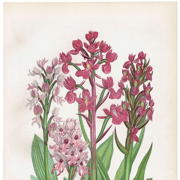 ܥ˥륢  ʪ 1899ǯ 󡦥ץåȡAnne Pratt˥ꥹ ƥ  1038