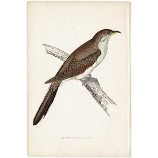 YELLOW BILLED CUCKOO Хå 1850ǯ ꥹ ƥץ ʪ  (A history of British birds)   0163