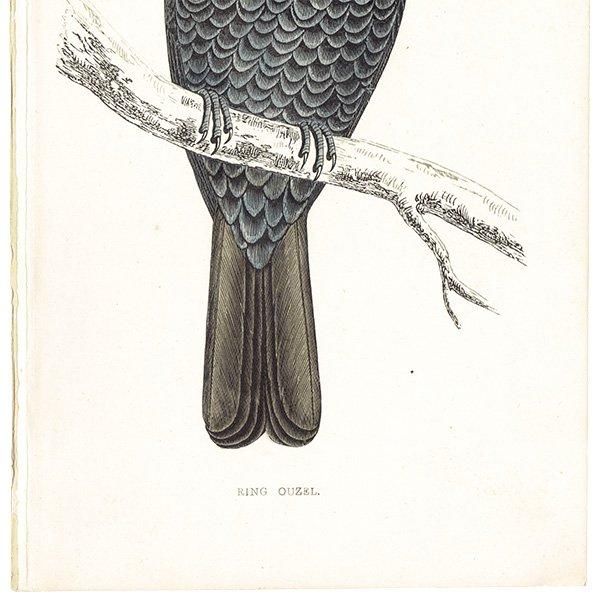 RING OUZEI ӥĥ 1850ǯ ꥹ ƥץ ʪ  (A history of British birds)   0164