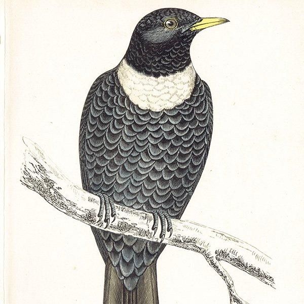 RING OUZEI ӥĥ 1850ǯ ꥹ ƥץ ʪ  (A history of British birds)   0164