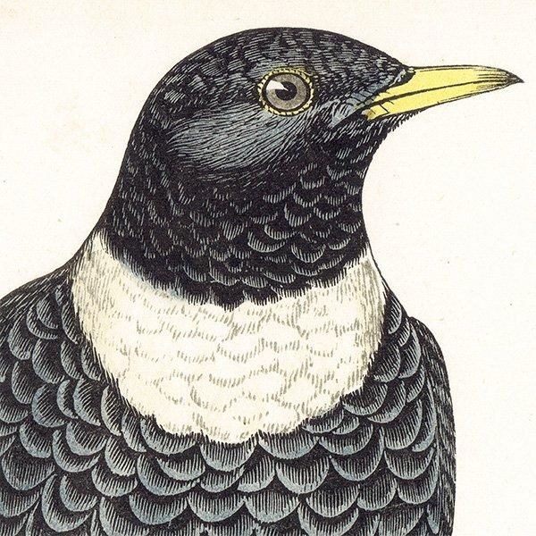 RING OUZEI ӥĥ 1850ǯ ꥹ ƥץ ʪ  (A history of British birds)   0164
