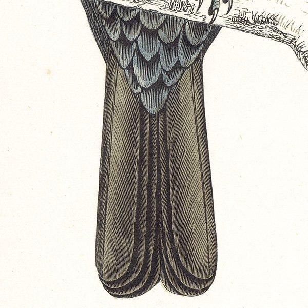 RING OUZEI ӥĥ 1850ǯ ꥹ ƥץ ʪ  (A history of British birds)   0164