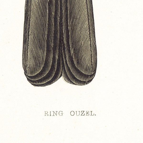 RING OUZEI ӥĥ 1850ǯ ꥹ ƥץ ʪ  (A history of British birds)   0164