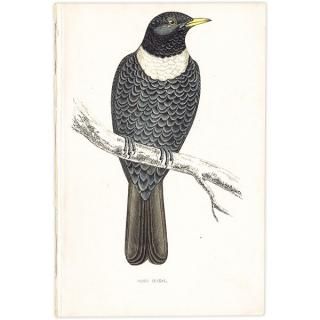 RING OUZEI ӥĥ 1850ǯ ꥹ ƥץ ʪ  (A history of British birds)   0164