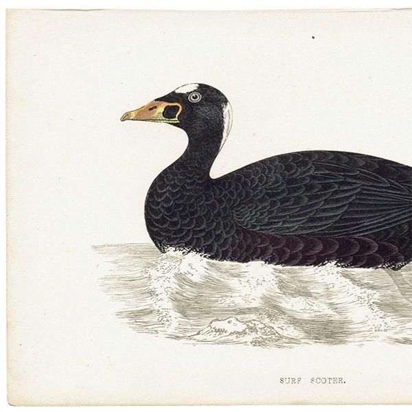 SURF SCOTER ʥߥ󥯥 1850ǯ ꥹ ƥץ ʪ  (A history of British birds)   0165