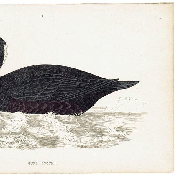 SURF SCOTER ʥߥ󥯥 1850ǯ ꥹ ƥץ ʪ  (A history of British birds)   0165