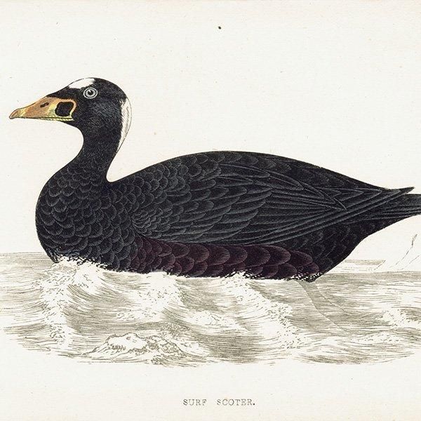 SURF SCOTER ʥߥ󥯥 1850ǯ ꥹ ƥץ ʪ  (A history of British birds)   0165