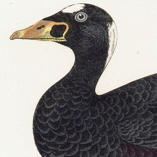 SURF SCOTER ʥߥ󥯥 1850ǯ ꥹ ƥץ ʪ  (A history of British birds)   0165
