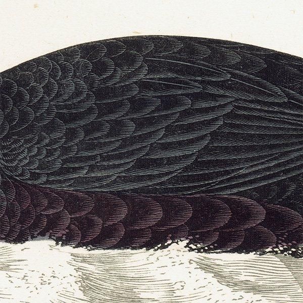 SURF SCOTER ʥߥ󥯥 1850ǯ ꥹ ƥץ ʪ  (A history of British birds)   0165
