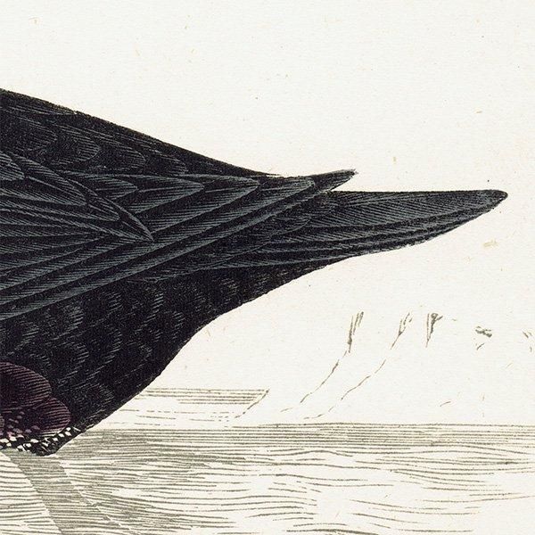 SURF SCOTER ʥߥ󥯥 1850ǯ ꥹ ƥץ ʪ  (A history of British birds)   0165