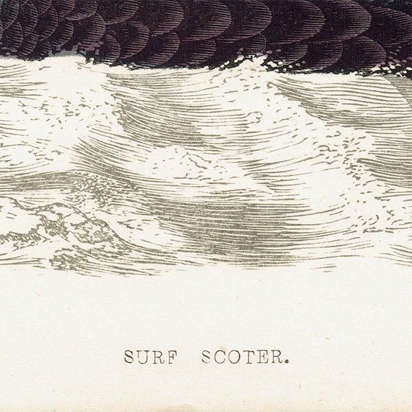 SURF SCOTER ʥߥ󥯥 1850ǯ ꥹ ƥץ ʪ  (A history of British birds)   0165