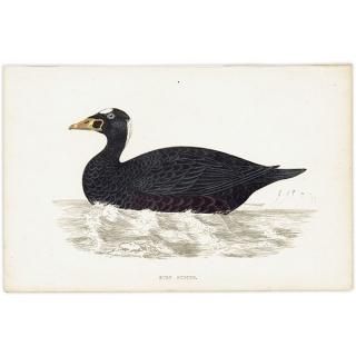 SURF SCOTER ʥߥ󥯥 1850ǯ ꥹ ƥץ ʪ  (A history of British birds)   0165