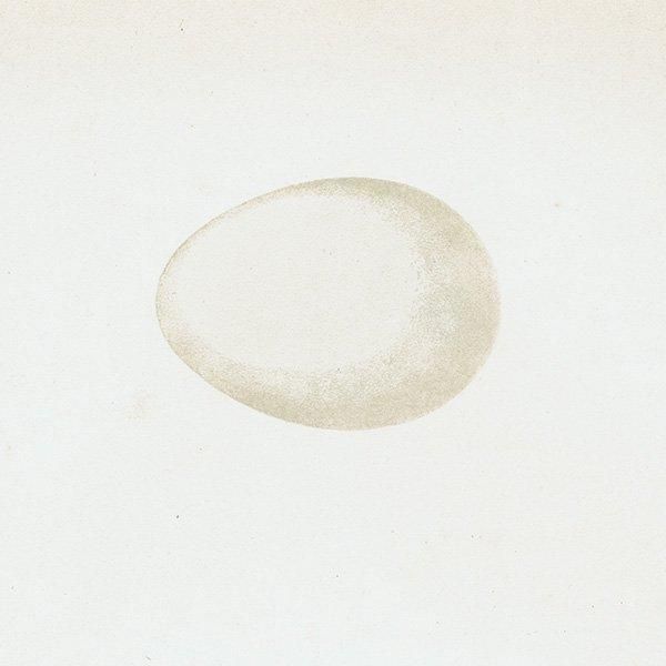 ȥ⥨ ޥ СɥåĻ˥ꥹ ƥץ ʪ 0146