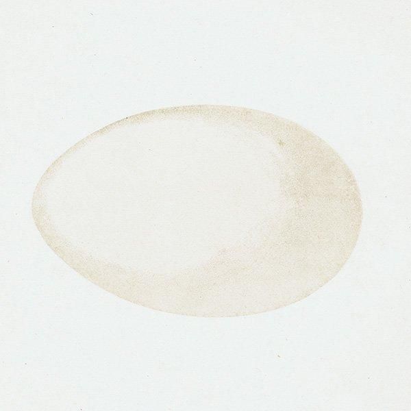 ȥ⥨ ޥ СɥåĻ˥ꥹ ƥץ ʪ 0146