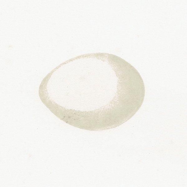 ʼΥĥĥ СɥåĻ˥ꥹ ƥץ ʪ 0148
