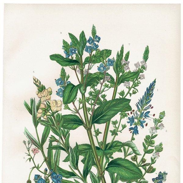 ܥ˥륢 ٥˥Speedwell ʪ 1899ǯ 󡦥ץåȡAnne Pratt˥ꥹ ƥ  1039
