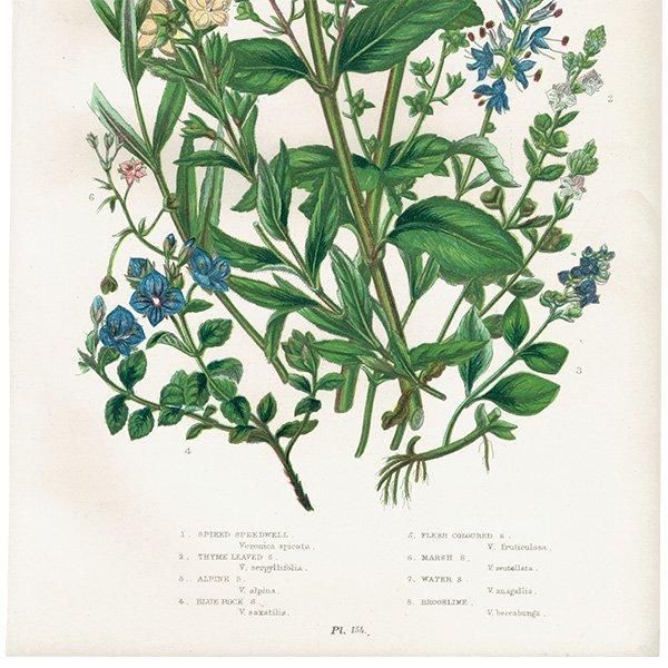 ܥ˥륢 ٥˥Speedwell ʪ 1899ǯ 󡦥ץåȡAnne Pratt˥ꥹ ƥ  1039