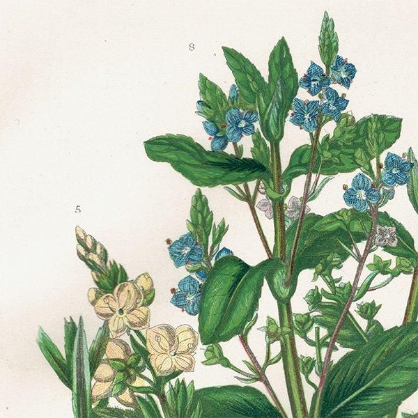 ܥ˥륢 ٥˥Speedwell ʪ 1899ǯ 󡦥ץåȡAnne Pratt˥ꥹ ƥ  1039