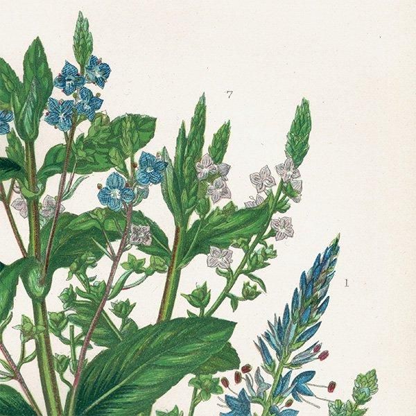 ܥ˥륢 ٥˥Speedwell ʪ 1899ǯ 󡦥ץåȡAnne Pratt˥ꥹ ƥ  1039