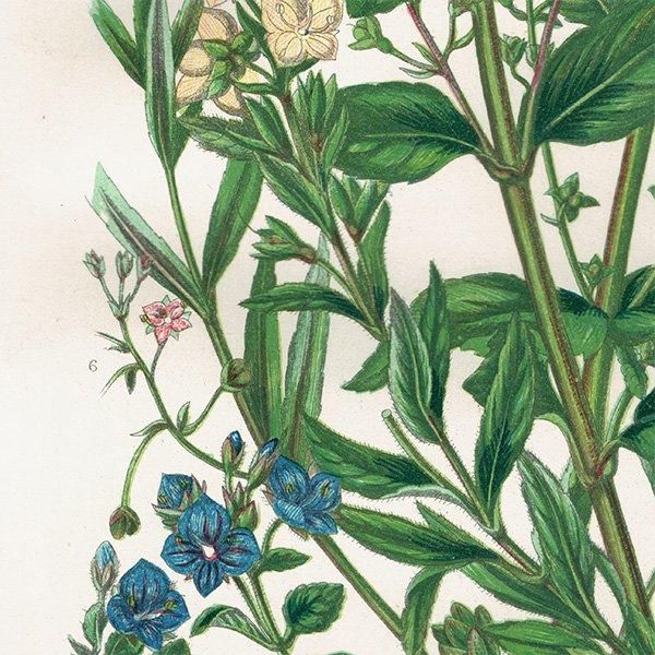 ܥ˥륢 ٥˥Speedwell ʪ 1899ǯ 󡦥ץåȡAnne Pratt˥ꥹ ƥ  1039