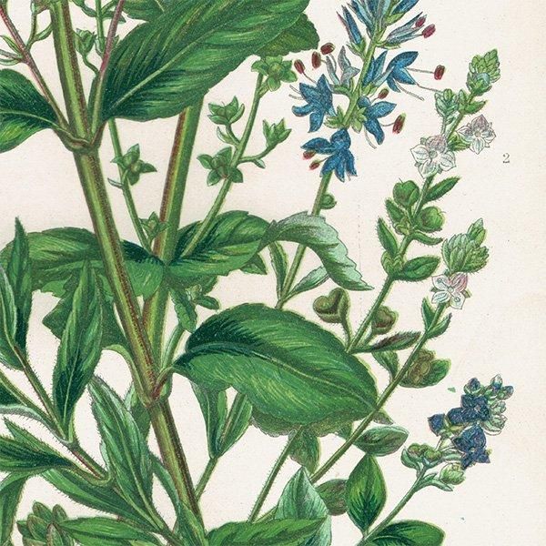 ܥ˥륢 ٥˥Speedwell ʪ 1899ǯ 󡦥ץåȡAnne Pratt˥ꥹ ƥ  1039