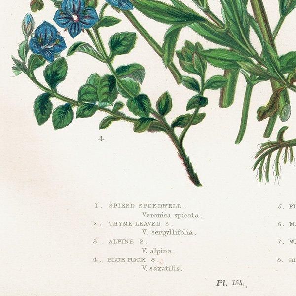 ܥ˥륢 ٥˥Speedwell ʪ 1899ǯ 󡦥ץåȡAnne Pratt˥ꥹ ƥ  1039