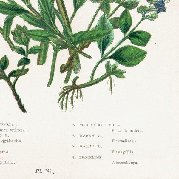 ܥ˥륢 ٥˥Speedwell ʪ 1899ǯ 󡦥ץåȡAnne Pratt˥ꥹ ƥ  1039