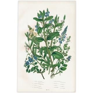 ܥ˥륢 ٥˥Speedwell ʪ 1899ǯ 󡦥ץåȡAnne Pratt˥ꥹ ƥ  1039