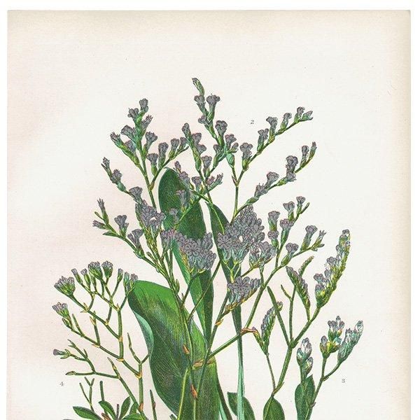 ܥ˥륢 ѥ٥ʤ ʪ 1899ǯ 󡦥ץåȡAnne Pratt˥ꥹ ƥ  1041