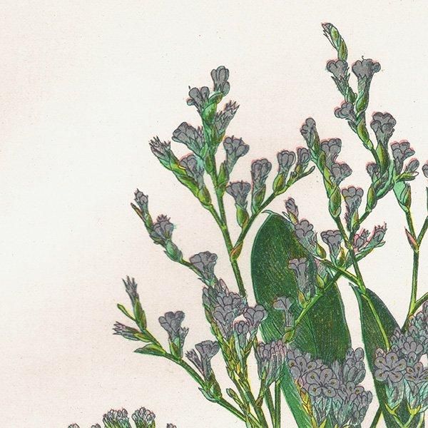 ܥ˥륢 ѥ٥ʤ ʪ 1899ǯ 󡦥ץåȡAnne Pratt˥ꥹ ƥ  1041