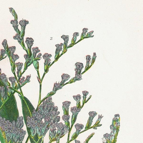 ܥ˥륢 ѥ٥ʤ ʪ 1899ǯ 󡦥ץåȡAnne Pratt˥ꥹ ƥ  1041